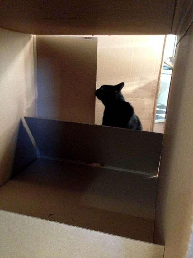 #fatcat among the boxes